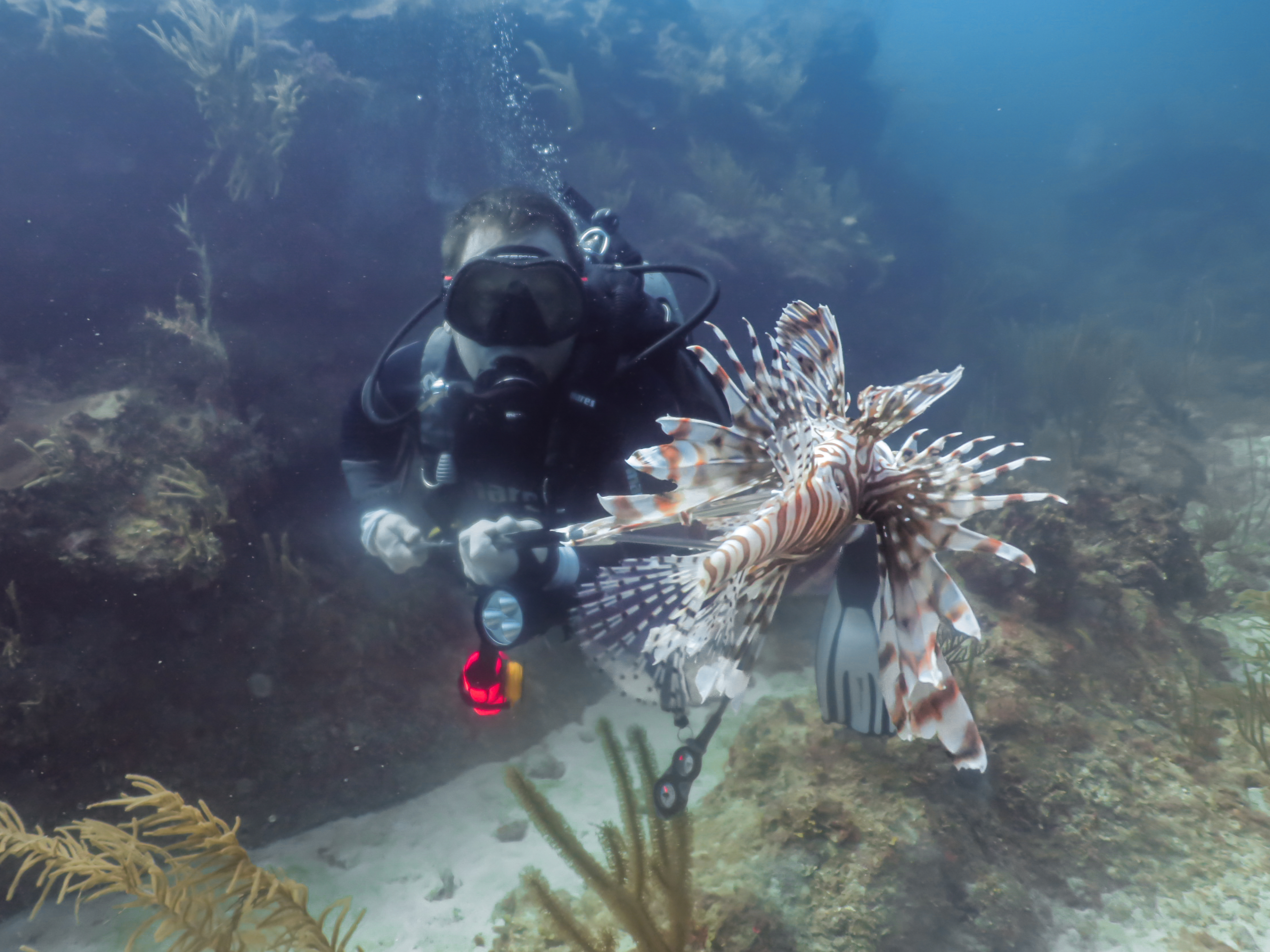 Lobster and spearfishing trips in Key Largo