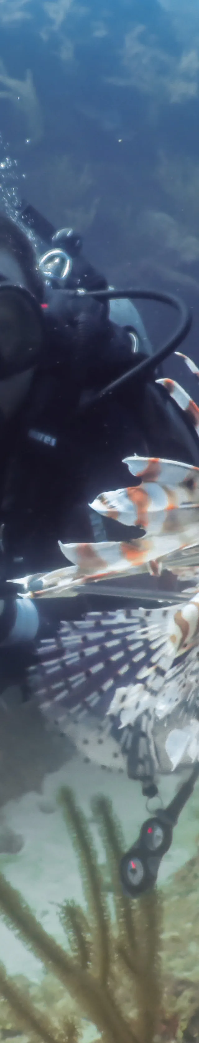 Lobster and spearfishing trips in Key Largo