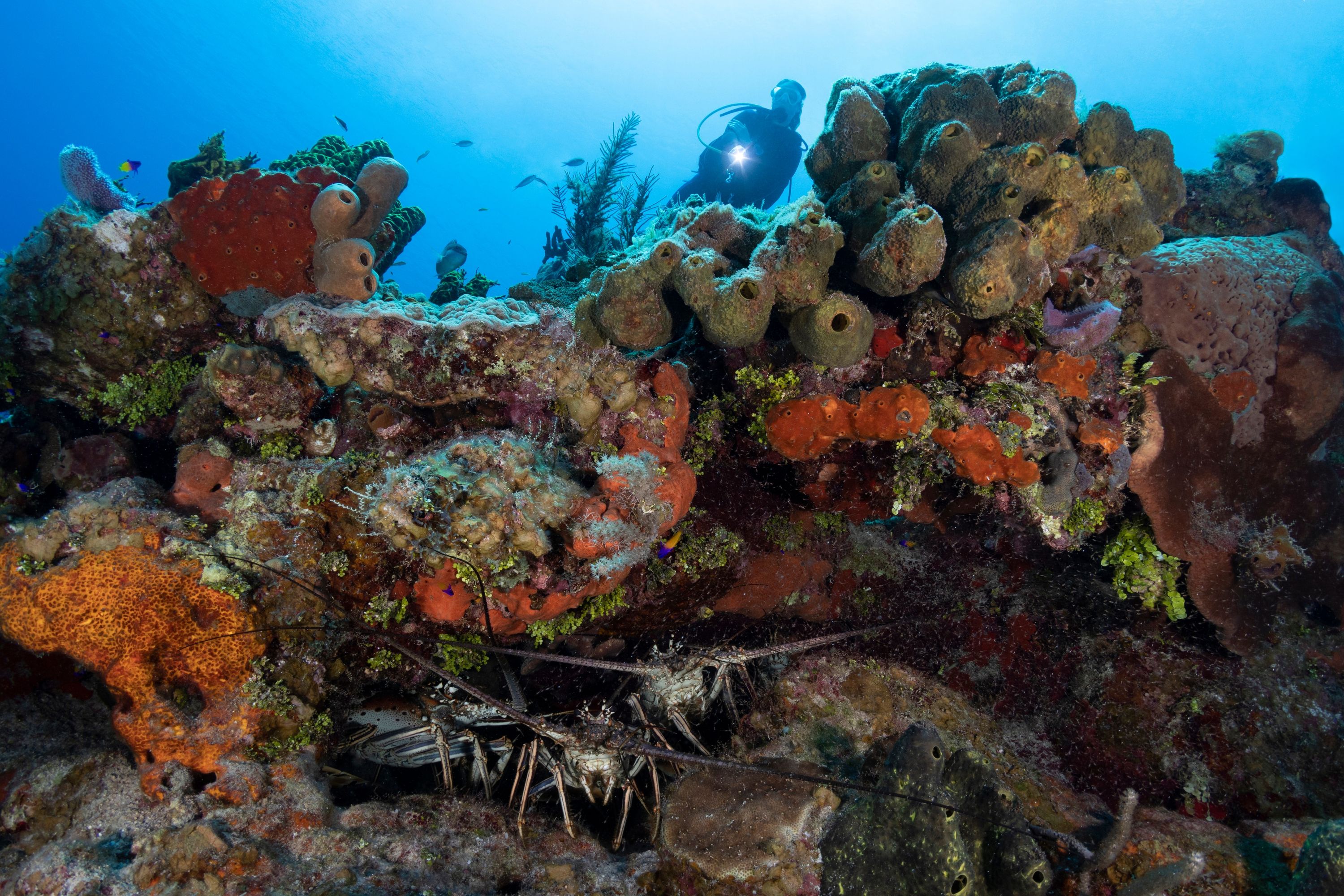 Florida Keys Lobster Diving
